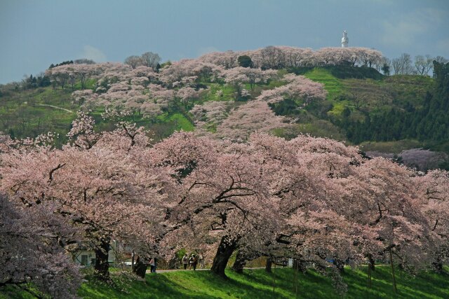 白石川堤一目千本桜