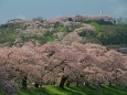 白石川堤一目千本桜