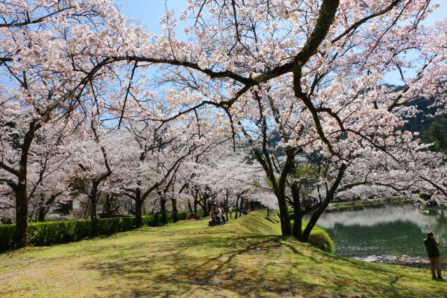 桜のトンネル