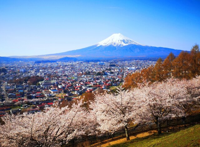 桜と富士山