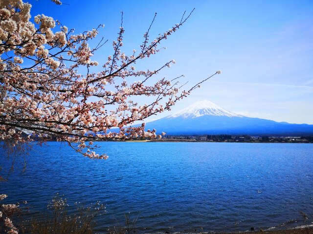 河口湖23年4月4日