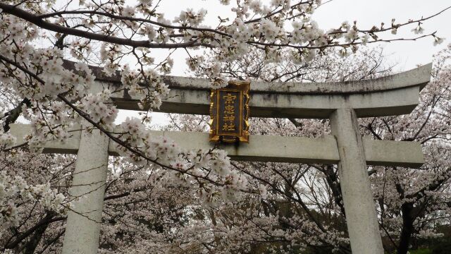 宗忠神社の桜