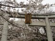 宗忠神社の桜