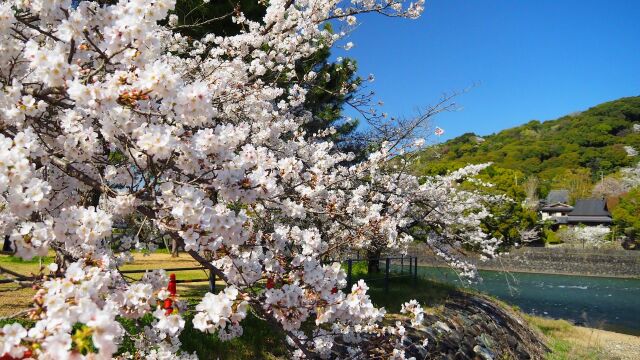 春の宇治公園