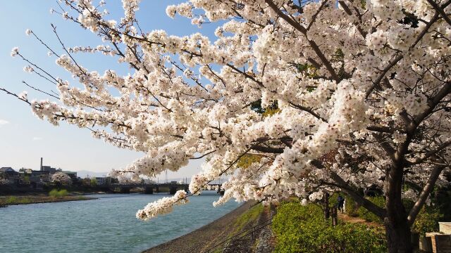 春の宇治公園