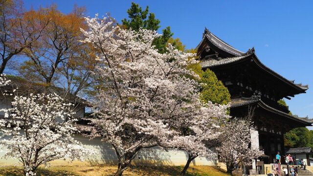 春の仁和寺