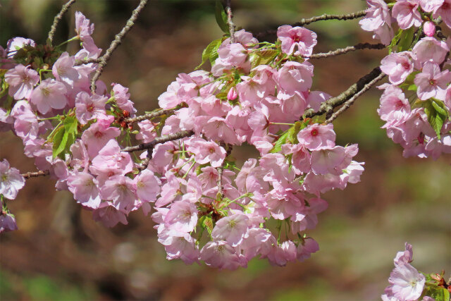 三徳桜 2