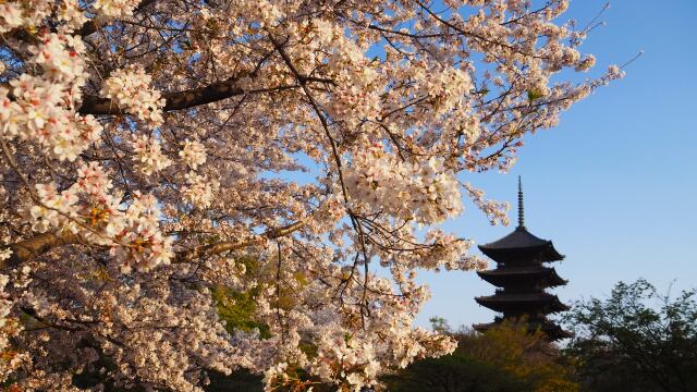 春の東寺