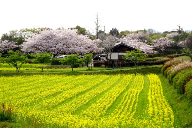 桜と菜の花 公園の春景色