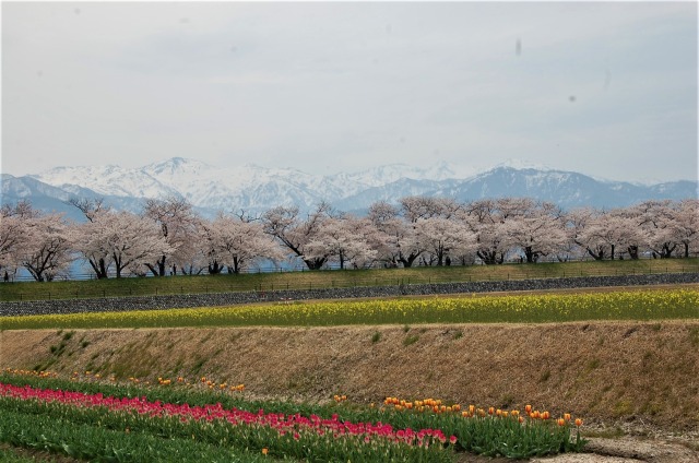 桜の季節20 「春の四重奏」2023