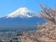 桜と富士山