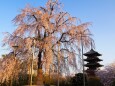 春の東寺