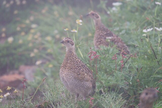 北ノ俣岳のチビ雷鳥2