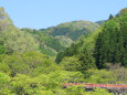 新緑に染まる山