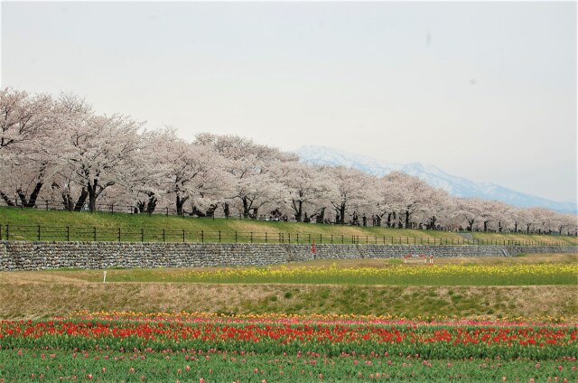 桜の季節 24 2023年 華の競演