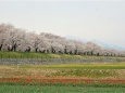 桜の季節 24 2023年 華の競演