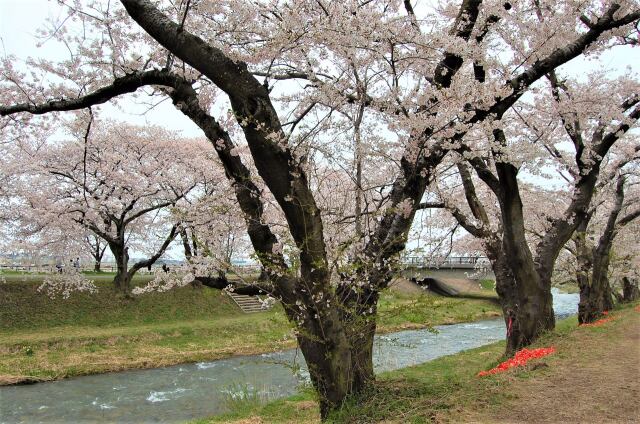 桜の季節 26 2023年 The・桜