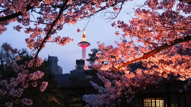 春の渉成園の夕景