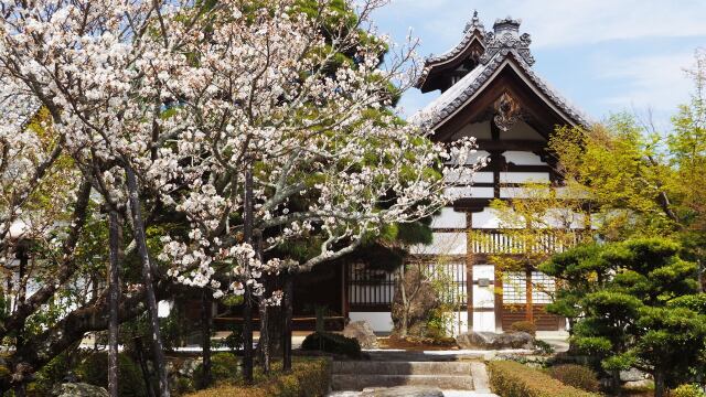 春の天龍寺