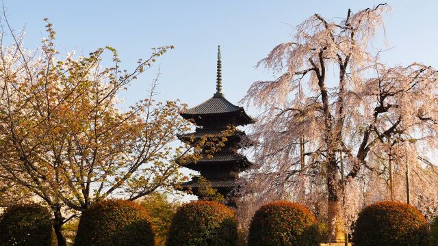 春の東寺の夕景