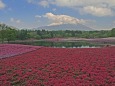 芝桜の絨毯