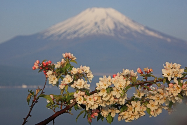 蝦夷小林檎の花