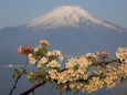 蝦夷小林檎の花