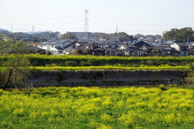 河川敷の菜の花