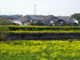 河川敷の菜の花