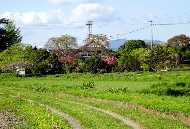 里の春景色