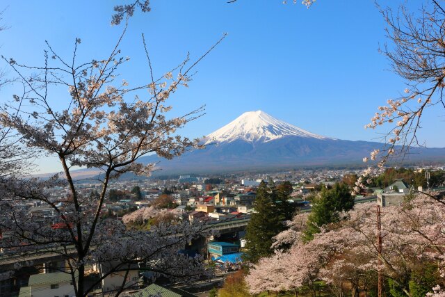 桜と富士山