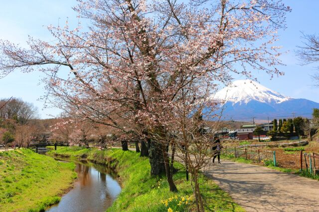 忍野八海23年4月