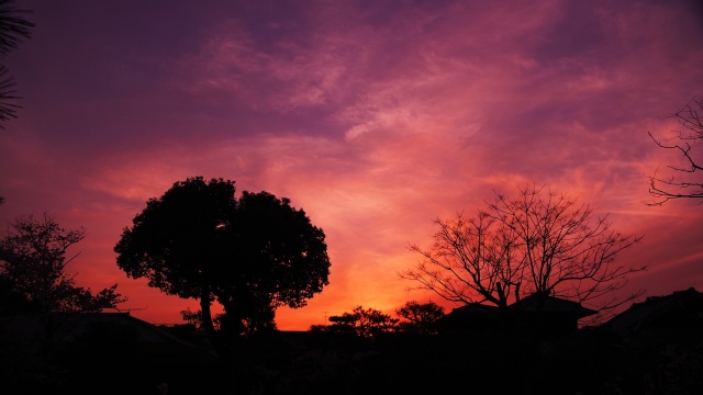 春の渉成園の夕景