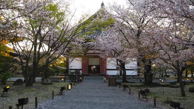 春の東寺