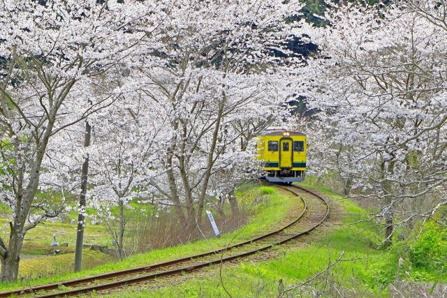 桜トンネル