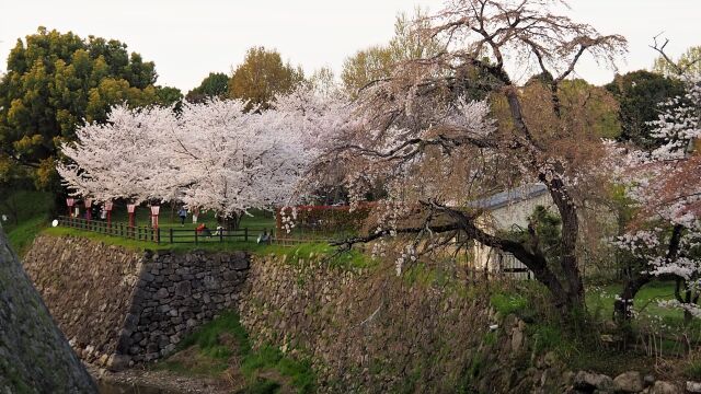 春の郡山城