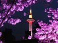 春の夜の渉成園