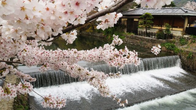 春の嵐山