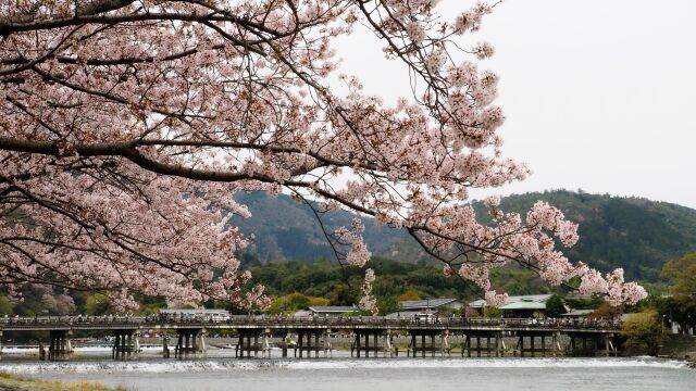 春の嵐山