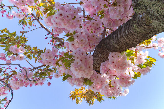 八重桜