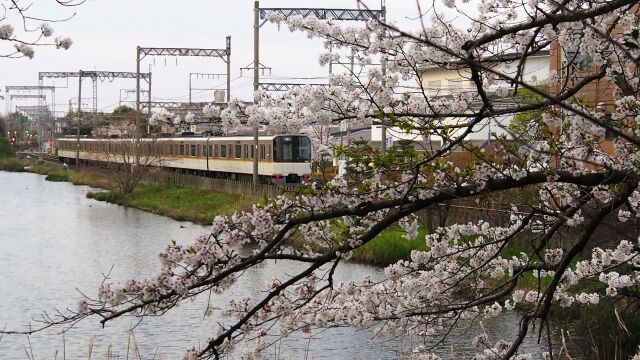 郡山城の桜と近鉄電車