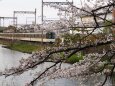 郡山城の桜と近鉄電車