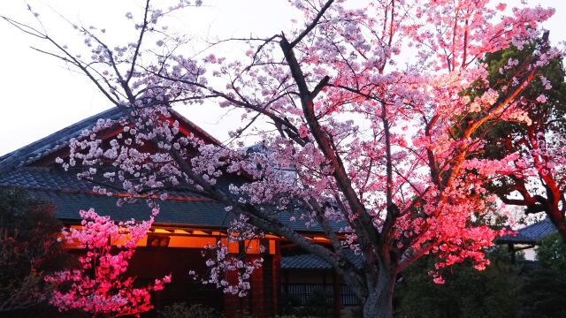 春の夜の渉成園