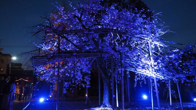 春の夜の渉成園