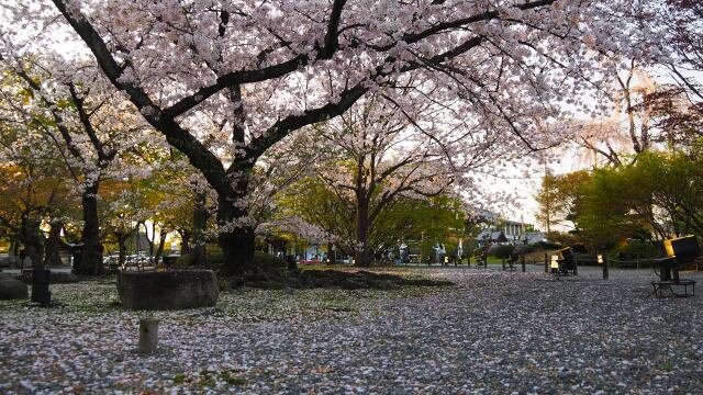 春の東寺の夕景