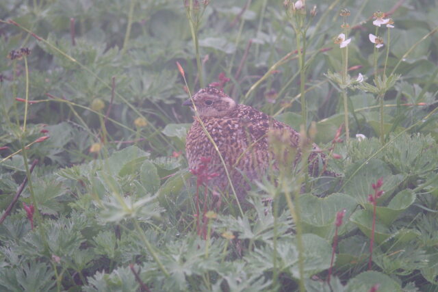 北ノ俣岳のチビ雷鳥5