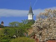 修道院の桜