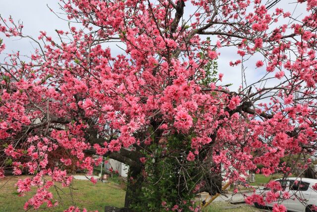 老木の枝に花