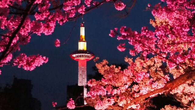 春の夜の渉成園