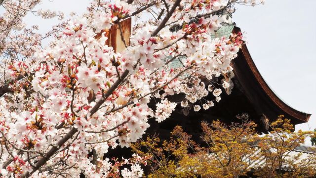 春の天龍寺